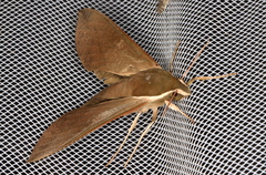 Theretra indistincta