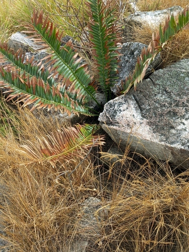 Encephalartos manikensis