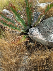 Encephalartos manikensis, photograph (c) i_c_riddell, some rights reserved (CC BY)