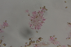 Psilocybe washingtonensis