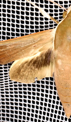 Theretra indistincta