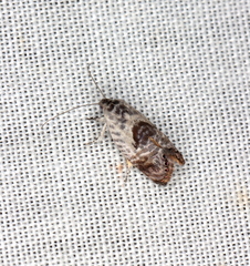Eupselia carpocapsella