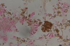 Psilocybe washingtonensis