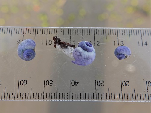 photo of Dwarf Violet Snail (Janthina exigua)