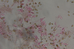 Psilocybe washingtonensis