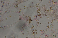 Psilocybe washingtonensis