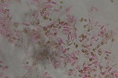 Psilocybe washingtonensis