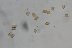 Psilocybe washingtonensis