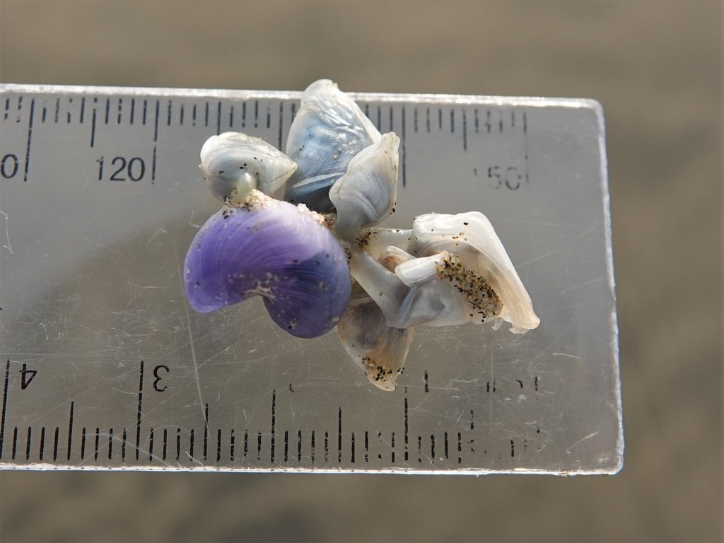 Photo of a Buoy Barnacle