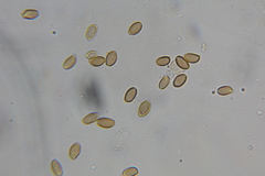 Psilocybe washingtonensis