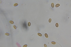 Psilocybe washingtonensis