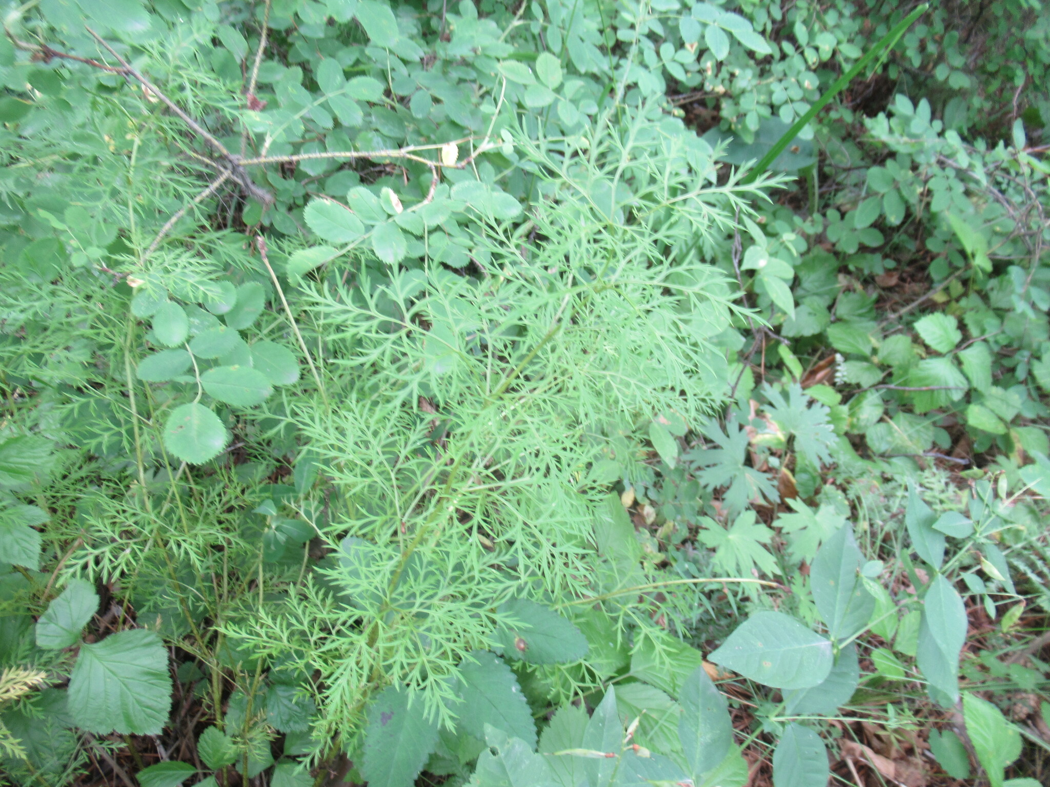 Adonis apennina