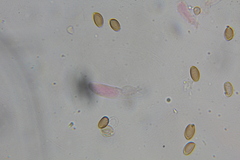 Psilocybe washingtonensis