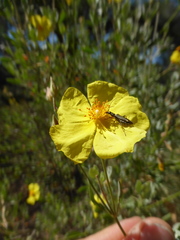 Cistus halimifolius