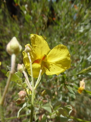 Cistus halimifolius