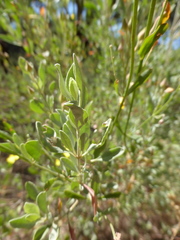 Cistus halimifolius