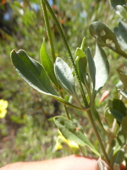Cistus halimifolius