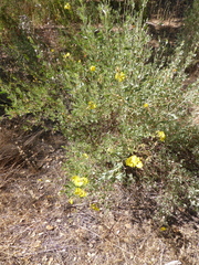 Cistus halimifolius