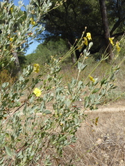 Cistus halimifolius