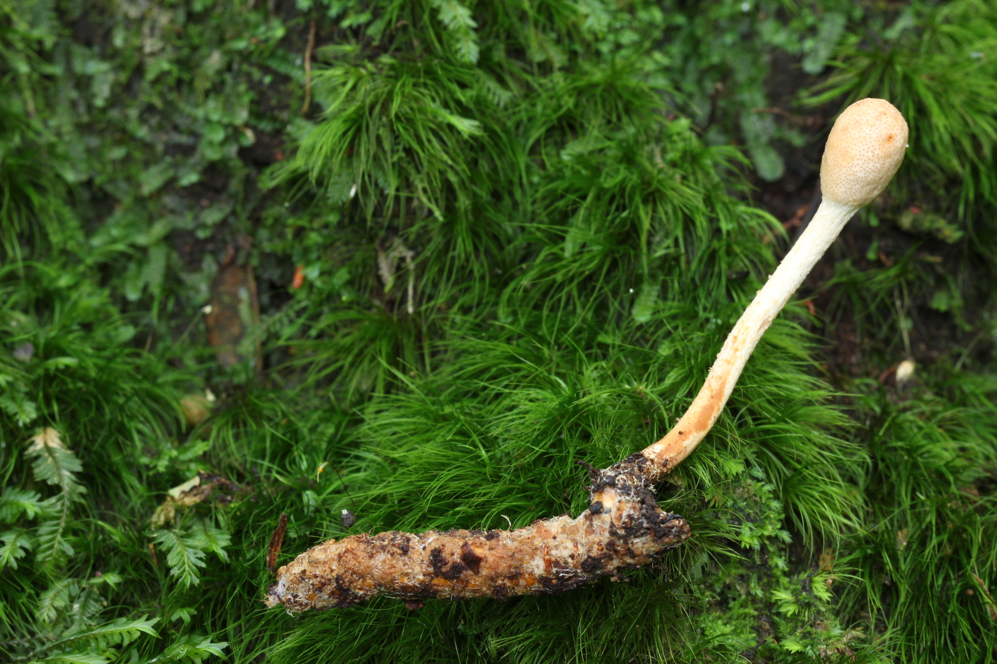 Ophiocordyceps gracilis image