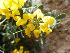 Hippocrepis valentina