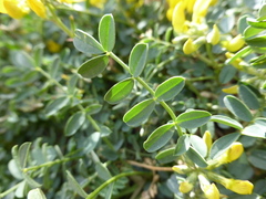 Hippocrepis valentina