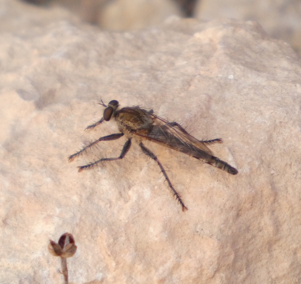 Machimus pilipes