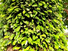 Lemmaphyllum microphyllum