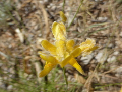 Genista umbellata