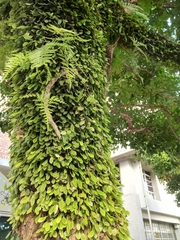 Lemmaphyllum microphyllum