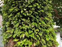 Lemmaphyllum microphyllum