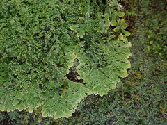 Pannaria pulverulacea