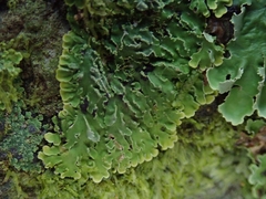 Pannaria pulverulacea