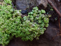 Asterella australis