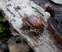 Ophiocordyceps entomorrhiza