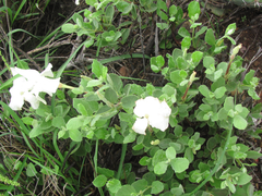 Mandevilla macrosiphon