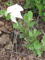 Mandevilla macrosiphon