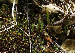 Achillea alpina camtschatica