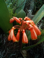 Clivia caulescens