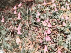 Soldanella