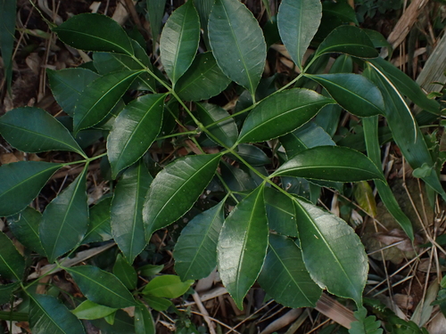 Turpinia montana observed 2025-10-03