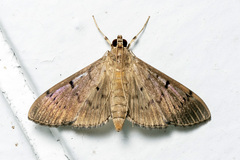 Omiodes indicata