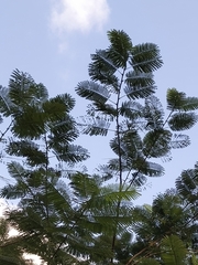 Delonix regia