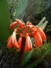 Clivia caulescens