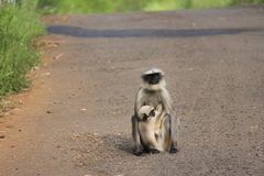 Semnopithecus hypoleucos