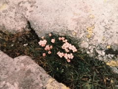 Dianthus microlepis