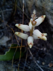 Lachenalia cernua