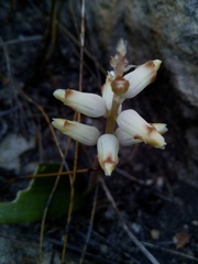 Lachenalia cernua