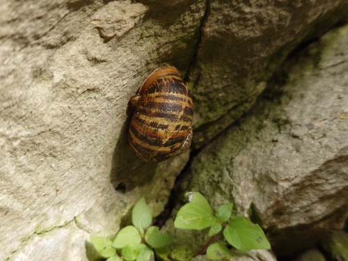 Cornu aspersum
