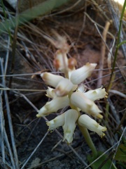 Lachenalia cernua